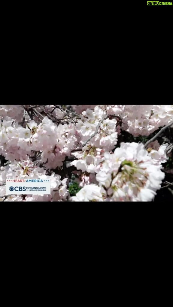 Norah O'Donnell Instagram - The iconic pink and white cherry blossom trees in Washington, D.C. have reached peak bloom, marking the second earliest date on record.