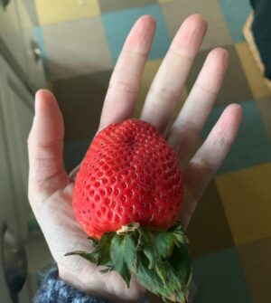 Norma Kuhling Instagram - Last few days ☀️🍓🌿