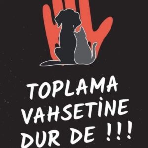 Nur Sürer Instagram - Kadınları öldüren…ülkeyi baştan aşağı saran çeteleri toplayıp cezalandırın…ülkenin bütün sorunu sokak hayvanları mı abv