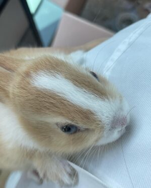 Oh Seung-hee Instagram - ㄲ6총🐰와랄라