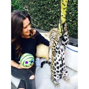 Olga Fonda Instagram - Hanging out with baby jaguar Libre & @PScathaven. Libre loves to play! #PSCatHaven #Libre #BabyJaguar #Jaguar #Toys #Happy #Playful #Love