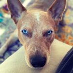 Olga Shelest Instagram - I’m sexy and I know it😑 #Flag #australiancattledog #redheeler