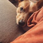 Olga Shelest Instagram - Чего сидим? Идём ловить снежинки ртом❄️🐕 #Flag #australiancattledog #redheeler