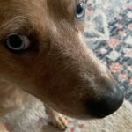 Olga Shelest Instagram - Федя, это ты или не ты? #Flag #australiancattledog #indogwetrust