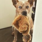 Olga Shelest Instagram - Это моя добыча🦁#Flag #australiancattledog #redheeler