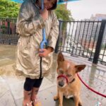 Olga Shelest Instagram - Wild boy🚨 More videos in TikTok.com/@ museniris #australiancattledog #Flag