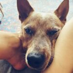 Olga Shelest Instagram - Хочешь поговорить? #furryfriend #Flag #australiancattledog #redheeler #moodoftheday 🍂