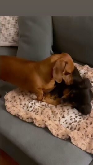 Ophira Edut Instagram - 🫠This actually happened. #LuxMeetsMagnolia

#dachshundsofinstagram