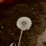 Oya Okar Instagram - 1. Krep’le yürürken karşılaştıklarımız 🌬️ 2. Selam 🙋‍♀️ 3. Vapurculuk ve Martılar🍀 4. Baba Sahne 7 yaşında 🥳👏👏 @babasahne 5. Özçekim 😎