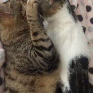 Özlem Türkad Instagram - Güzel oğlum.. Hayatıma girdiğin günden beri hep ama hep mutluluk yaşattın bana.. daha da vaktimiz vardı ama sen gitmek istedin… güle güle git annecim🤍 kalbimdeki bütün sevgim yanında biliyorsun.. kibarlığın, centilmenliğin ve efendiliğinle kardeşlerine harika bir örnek oldun.. her an’ımız için binlerce teşekkür ederim 🤍 iyi ki senin güzelim kalbini tanıdım..
bir gün beni karşılayacaksın ve yine sarılacağız.. huzurla uyu Şanslım, seni çok seviyorum 🤍