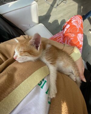 Özlem Türkad Instagram - Sabahları bir doz alıyorum günüm güzel geçsin diye🌞🌼😊🤍🐈