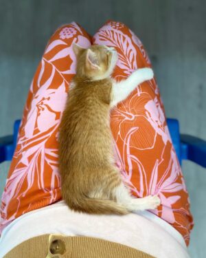 Özlem Türkad Instagram - Sabahları bir doz alıyorum günüm güzel geçsin diye🌞🌼😊🤍🐈