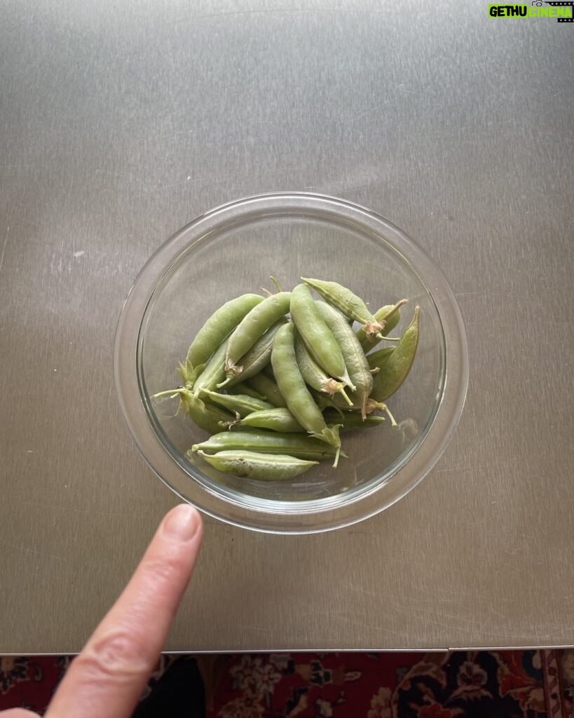 Paget Brewster Instagram - Homegrown Peas!