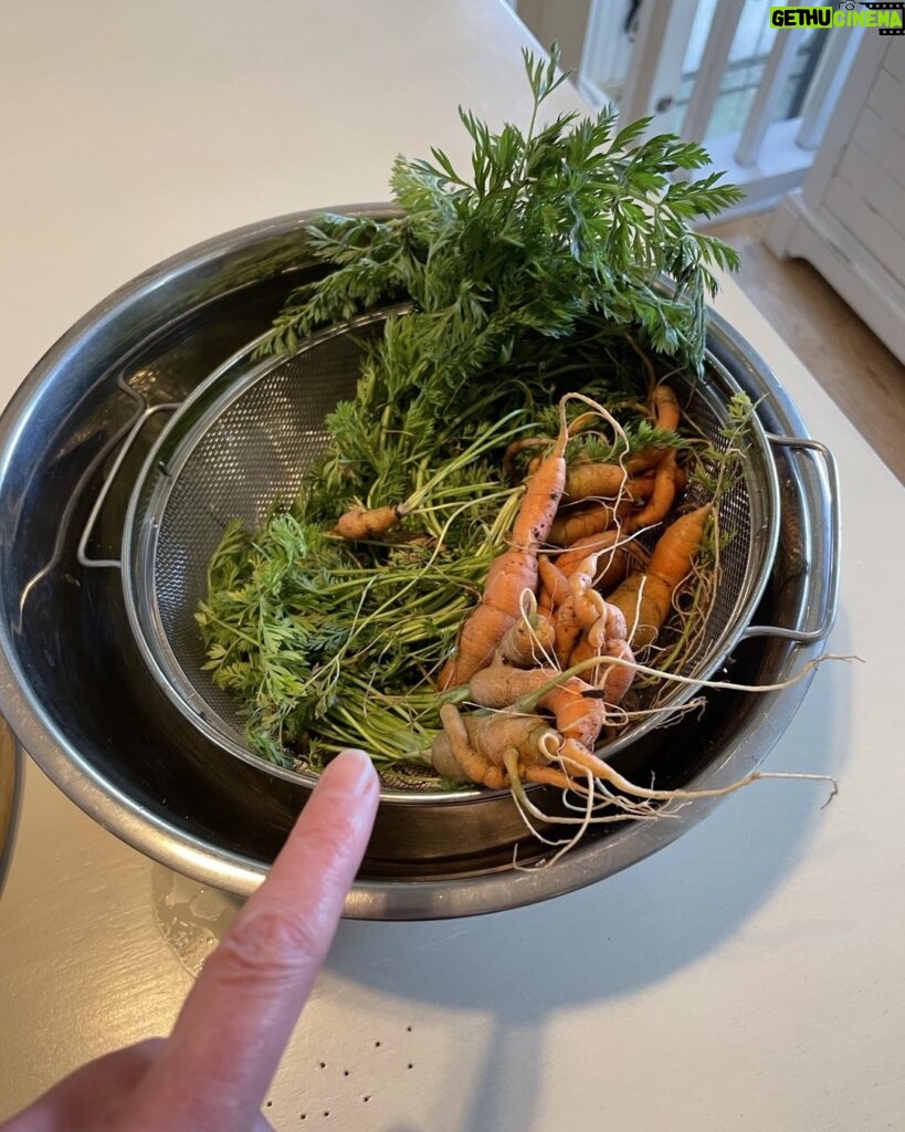 Paget Brewster Instagram - Homegrown carrots!!