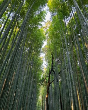 Paige Chua Instagram - Brochure shot! 

Don't be mistaken, there were lots of visitors. I waited for a long time to get shots that seemed like the coast was clear... 

It was worth it..

#arashiyama