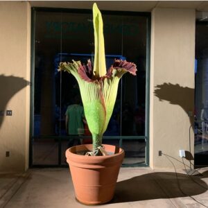 Paige Elkington Instagram - For the 3 ppl that care, I saw the corpse flower bloom last night 🥺🥺🥺!!!