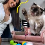 Pamela Sambrano Instagram - Hoy mi bebé cumple 2 añitos, yo no sé cómo creció tan rápido. 🥹 @vinny_y_kate Él es el verdadero “Yo de chiquito era blanco” jajaja Dos años de puro amor y que queremos que sean miles. PD: Se receptan regalos 🌞 #siberiancat #catsofinstagram #nevamasquerade #siberiannevamasquerade