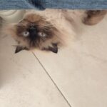 Pamela Sambrano Instagram - Hoy mi bebé cumple 2 añitos, yo no sé cómo creció tan rápido. 🥹 @vinny_y_kate Él es el verdadero “Yo de chiquito era blanco” jajaja Dos años de puro amor y que queremos que sean miles. PD: Se receptan regalos 🌞 #siberiancat #catsofinstagram #nevamasquerade #siberiannevamasquerade