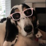 Paola Lázaro Instagram - Betina (who is super over me) doesn’t know which glasses to get... What do you think? 1, 2, 3, 4, 5, 6? She says: “tell them to please consider I’m small faced”. Also, she asked me to make her an instagram cause she thinks she has potential for dog shows or at least face modeling for @maybelline ... I said I think she does... if she fixes her attitude... @therealbetina ☠️ Betina no sabe que lentes comprarse...