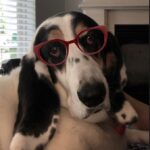 Paola Lázaro Instagram - Betina (who is super over me) doesn’t know which glasses to get... What do you think? 1, 2, 3, 4, 5, 6? She says: “tell them to please consider I’m small faced”. Also, she asked me to make her an instagram cause she thinks she has potential for dog shows or at least face modeling for @maybelline ... I said I think she does... if she fixes her attitude... @therealbetina ☠️ Betina no sabe que lentes comprarse...