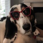 Paola Lázaro Instagram - Betina (who is super over me) doesn’t know which glasses to get... What do you think? 1, 2, 3, 4, 5, 6? She says: “tell them to please consider I’m small faced”. Also, she asked me to make her an instagram cause she thinks she has potential for dog shows or at least face modeling for @maybelline ... I said I think she does... if she fixes her attitude... @therealbetina ☠️ Betina no sabe que lentes comprarse...