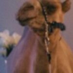 Paola Lázaro Instagram - Get you a crew with a camel that’s got your back 🐪 #Obliterated #ObliteratedNetflix #Gomez #Paul #Trunk #Netflix #Sptv #Netflixandchill #NetflixBrasil #NetflixEspaña #NetflixSpain #NetflixLatam #NetflixAustralia #Camel #JoeyTheCamel #SkittlesTheCamel #Actress #Actor #PrincessTWD #TWD #TWDFamily #PuertoRican #🇵🇷