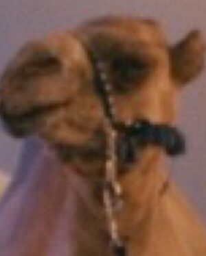 Paola Lázaro Instagram - Get you a crew with a camel that’s got your back 🐪 

#Obliterated #ObliteratedNetflix #Gomez #Paul #Trunk #Netflix #Sptv #Netflixandchill #NetflixBrasil  #NetflixEspaña #NetflixSpain #NetflixLatam #NetflixAustralia #Camel #JoeyTheCamel #SkittlesTheCamel #Actress #Actor #PrincessTWD #TWD #TWDFamily #PuertoRican #🇵🇷