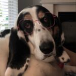 Paola Lázaro Instagram - Betina (who is super over me) doesn’t know which glasses to get... What do you think? 1, 2, 3, 4, 5, 6? She says: “tell them to please consider I’m small faced”. Also, she asked me to make her an instagram cause she thinks she has potential for dog shows or at least face modeling for @maybelline ... I said I think she does... if she fixes her attitude... @therealbetina ☠️ Betina no sabe que lentes comprarse...
