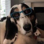 Paola Lázaro Instagram - Betina (who is super over me) doesn’t know which glasses to get... What do you think? 1, 2, 3, 4, 5, 6? She says: “tell them to please consider I’m small faced”. Also, she asked me to make her an instagram cause she thinks she has potential for dog shows or at least face modeling for @maybelline ... I said I think she does... if she fixes her attitude... @therealbetina ☠️ Betina no sabe que lentes comprarse...