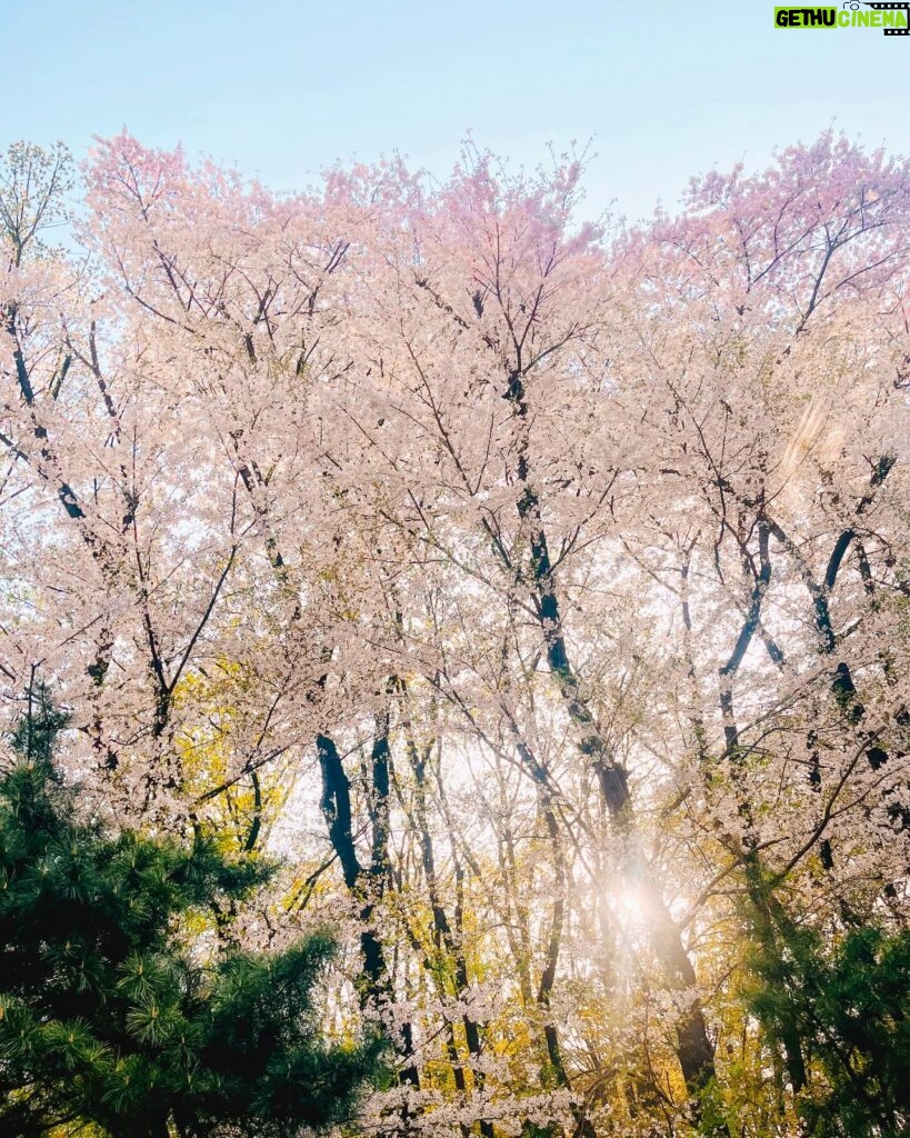 Park Gyu-ri Instagram - 가볍게 나온 산책🌸☀️ 그나저나 앞머리 많이 길었당ㅎㅎ