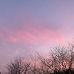 Park Hye-su Instagram - 겨울 나무와 분홍 하늘