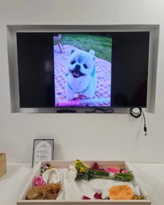 Park Ki-ryang Instagram - 2011.11.05-2024.04.20 사랑하는 우리 몽이가 갑작스레 무지개다리를 건넜어요.. 몽아... 사실 지금도 너가 떠난게 믿기질않아 오늘도 너가 너무 보고싶어서 울어버렸어. 매일  아침 저녁으로 간이 안좋아서 쿠싱약 먹는게 일상이었고 집에 올때면 반갑게 짖으며 총총 뛰어오는 너의 발자국소리 그리고 워낙 깔끔쟁이라 꼭 야외배변을 해야해서 우리함께 비가오나 눈이오나 나갔지...너가 매일 제일 좋아해서 잘 가지고 놀던 초록 노즈워크 치던 소리가 더이상 안나네...집안이 온통 너로 가득채워져있고 뭘 할때마다 너가 옆에있었기에 너무 허전하고 너무도 갑작스레 떠난게 아직도 자꾸 실감이 안난다. 며칠전 까지만해도 산책나갈때마다 폴짝폴짝 잘뛰어다니던 너였는데 너무 건강했는데... 딱하나 간이 약한 너였어서 암종만 제거하면 잘이겨내고 더 오래오래 행복할 줄 알았는데 많이 힘들었니... 수술하고 잘 이겨내고있다 생각 했는데 울애기 워낙 착하고 순해서 내가 걱정할까 아파도 아프다고 티도안낸거니... 너가 가기전날 나는 정말 중요한 복귀경기가있었고 그날 경기는 정말 멋졌고 성공적이었어. 그 행복을 너와 나누고 싶어 경기 끝나자마자 너 보러 달려갔고 엄마 목소리에 눈떠주고 힘을 내주는거 같았는데 그게 마지막 눈맞춤이라는게 믿기지않아... 마지막까지 날 응원해준거니 몽아.. 너 가는길 하늘도 같이울어주더라...아직도 너를 처음 품에 안은 순간이 눈에 선명해...나의 20대 전부와 지금까지 늘 내곁을 지켜주고 위로해주고 몇번이고 정말 너무도 힘들었던 날 살려준 이쁜울아가... 지금은 이 상황이 도무지 이해가 안되고 하늘이 원망스럽지만 잘 이겨낼께. 그리고 잊지마 너는 정말 많은 사람들에게 사랑을받았고 행복을 주는아이였어. 나의 첫 반려견이 너라서 너무 너무 감사하고 막상 떠나고나니 못 챙겨준 것 만 생각이나서 미안한 감정이 너무커. 엄마가 마지막에 다리에 묶어준 빨간끈 잘들고있지? 그거 꼭 간직했다 엄마 바로찾아..나중에 꼭 무지개다리에서 만나자 몸건강히 잘 놀구 있어..그땐 원없이 산책하고 마음껏 더 행복하자. 너가 좋아하던 장난감이랑 영양제 그리고 아파서 못먹던 간식까지 챙겼어. 그 좋아하던 간식 못먹인게 미안했는데 거기서 마음껏 먹어. 고맙고 미안하고 엄마가 너와의 기억들 모두 영원히 기억할게 너무 사랑해 몽아❤️