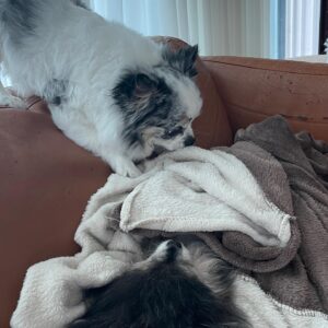 Park Ye-eun Instagram - 4월 12일 화창한 봄날에,
니뇨가 무지개 다리를 건넜습니다.
⠀
11년 동안 제 곁에서 항상 웃고 있던 니뇨는
저에게 기쁨 그 자체, 행복 그 자체였습니다.
인사이드 아웃의 조이처럼,
언제나 밝고 모두를 사랑하고 사랑받던 우리 니뇨는
마지막 가는 순간까지도 웃어 주었어요.
⠀
마지막 밤을 보내고 13일 오후에
니뇨를 사랑하는 가족들, 친구들과 함께
배웅해 주었습니다.
⠀
니뇨를 더는 안아줄 수 없다는 사실이
아직 실감이 안나고 너무 무서운데
잘 가라는 말을 도저히 못하겠는데
니뇨는 많은 분들의 인사를 받고 싶을 것 같아요
워낙 사람을 좋아하던 아이라서요
⠀
니뇨 거기서도 행복하라고, 아프지 말고 건강하라고
인사 부탁드려요..! 니뇨가 정말 좋아할 거에요
⠀
그리고 니뇨 사진 혹시 갖고 계신 분들
저에게 보내주시면 감사하겠습니다
제가 모르는 사진을 보면 니뇨를 다시 만난 것 같아서요
⠀
니뇨야 엄마는 세상에서 니뇨를 제일 사랑해
엄마를 사랑해줘서 너무 너무 고마워
엄마에게 다시 돌아올거라 믿고 있을께
편히 쉬어 내 사랑 니뇨야
⠀