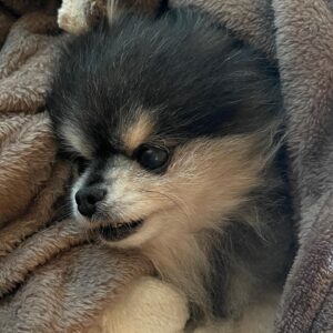 Park Ye-eun Instagram - 4월 12일 화창한 봄날에,
니뇨가 무지개 다리를 건넜습니다.
⠀
11년 동안 제 곁에서 항상 웃고 있던 니뇨는
저에게 기쁨 그 자체, 행복 그 자체였습니다.
인사이드 아웃의 조이처럼,
언제나 밝고 모두를 사랑하고 사랑받던 우리 니뇨는
마지막 가는 순간까지도 웃어 주었어요.
⠀
마지막 밤을 보내고 13일 오후에
니뇨를 사랑하는 가족들, 친구들과 함께
배웅해 주었습니다.
⠀
니뇨를 더는 안아줄 수 없다는 사실이
아직 실감이 안나고 너무 무서운데
잘 가라는 말을 도저히 못하겠는데
니뇨는 많은 분들의 인사를 받고 싶을 것 같아요
워낙 사람을 좋아하던 아이라서요
⠀
니뇨 거기서도 행복하라고, 아프지 말고 건강하라고
인사 부탁드려요..! 니뇨가 정말 좋아할 거에요
⠀
그리고 니뇨 사진 혹시 갖고 계신 분들
저에게 보내주시면 감사하겠습니다
제가 모르는 사진을 보면 니뇨를 다시 만난 것 같아서요
⠀
니뇨야 엄마는 세상에서 니뇨를 제일 사랑해
엄마를 사랑해줘서 너무 너무 고마워
엄마에게 다시 돌아올거라 믿고 있을께
편히 쉬어 내 사랑 니뇨야
⠀