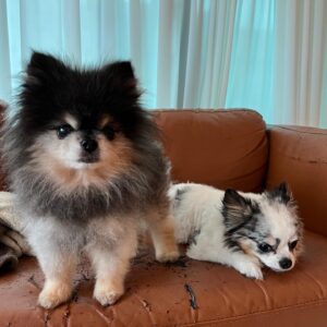 Park Ye-eun Instagram - 4월 12일 화창한 봄날에,
니뇨가 무지개 다리를 건넜습니다.
⠀
11년 동안 제 곁에서 항상 웃고 있던 니뇨는
저에게 기쁨 그 자체, 행복 그 자체였습니다.
인사이드 아웃의 조이처럼,
언제나 밝고 모두를 사랑하고 사랑받던 우리 니뇨는
마지막 가는 순간까지도 웃어 주었어요.
⠀
마지막 밤을 보내고 13일 오후에
니뇨를 사랑하는 가족들, 친구들과 함께
배웅해 주었습니다.
⠀
니뇨를 더는 안아줄 수 없다는 사실이
아직 실감이 안나고 너무 무서운데
잘 가라는 말을 도저히 못하겠는데
니뇨는 많은 분들의 인사를 받고 싶을 것 같아요
워낙 사람을 좋아하던 아이라서요
⠀
니뇨 거기서도 행복하라고, 아프지 말고 건강하라고
인사 부탁드려요..! 니뇨가 정말 좋아할 거에요
⠀
그리고 니뇨 사진 혹시 갖고 계신 분들
저에게 보내주시면 감사하겠습니다
제가 모르는 사진을 보면 니뇨를 다시 만난 것 같아서요
⠀
니뇨야 엄마는 세상에서 니뇨를 제일 사랑해
엄마를 사랑해줘서 너무 너무 고마워
엄마에게 다시 돌아올거라 믿고 있을께
편히 쉬어 내 사랑 니뇨야
⠀