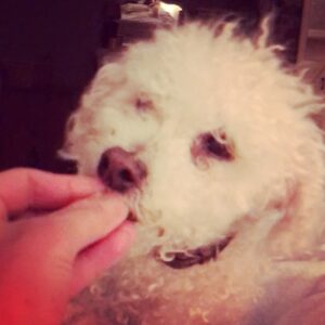 Parker Posey Instagram - For all of you who have loved Gracie, she had her last tic-tac last night and we slept somewhat peacefully.  She was ready to go.  She helped me heal through the loss of my father last year, while working on Lost in Space.  She and I both loved sharing her humor, grace and natural performing abilities with you!  As I’m sure many of you feel, our beloved pets make us better human beings. ✨✨✨✨✨✨✨✨✨✨♥️