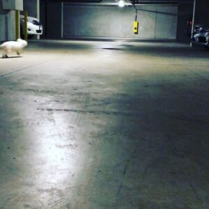 Parker Posey Instagram - Gracie’s audition for #fluseason😜