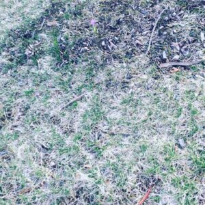 Parker Posey Instagram - SPRING!!!!💐💐💐💐💐