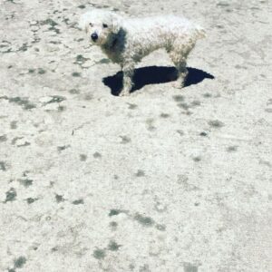 Parker Posey Instagram - Gracie is a modern dancer🧞‍♂️
