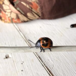 Parker Posey Instagram - This is a big 🐞!