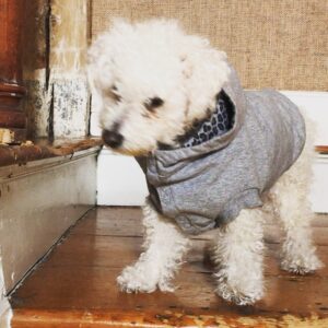 Parker Posey Instagram - Gracie, in her dotage, has a thing with stairs...also, egg 🍳 on her face 💕💕💕💕💕💕💕💕💕💕💕