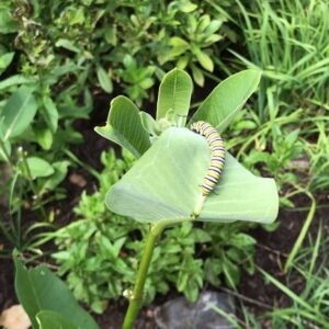 Parker Posey Instagram - Monarch Caterpillar🐛♥️🐛