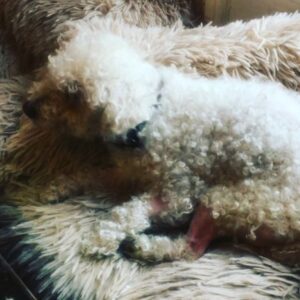 Parker Posey Instagram - Gracie’s in the mend after 4 bladder stones removed! ✨🙏🏼✨✨✨🙏🏼✨✨✨✨❤️❤️