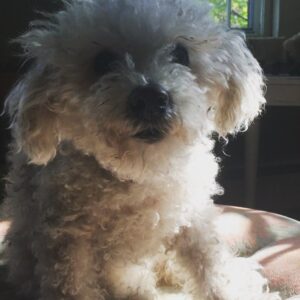 Parker Posey Instagram - 🙏🏼♥️Gracie♥️🙏🏼