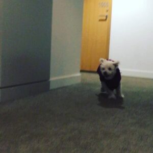 Parker Posey Instagram - Gracie’s reaction to #Winky #bestinshow