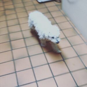 Parker Posey Instagram - Birthday girl needed a check up!  16 today—that’s 112 in people years🥰still enjoying her life👏🏻♥️👏🏻