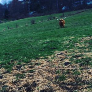 Parker Posey Instagram - Majestic Beast!  RORY♥️he’s a Scottish Hylander👏🏻🍎👏🏻♥️
