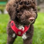 Pascale Hutton Instagram - #nationalpuppyday you say! 🐶🥰
