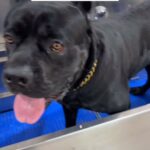 Patricia Williams Instagram - I don’t want y’all to come see my dogs, they ain’t funny. 😂 Check out these dates for my first theater tour #YaGirlDoneMadeIt! Get your tickets at mspatcomedy.com! #mspat #canecorsosofinstagram #canecorso #canecorsopuppy