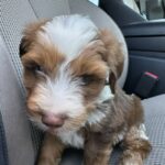 Patricia Williams Instagram – SWIPE! ➡️ Everybody meet Louis (like @louisvuitton 😂) My new baby! I’m in love 😍😍😍 

For just one #YaGirlDoneMadeIt tour ticket a month, you can sponsor Louis, Kong, Sheba, and Zeus. That sounds like a good deal, right?! 😂 Get your tickets RIGHT NOW at mspatcomedy.com! 

#mspat #dogsofinstagram #aussiedoodlepuppy #love #comedy